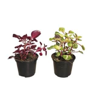 Iresine Mix in Pot 10cm