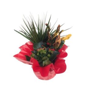 House Plant Arrangement 19cm