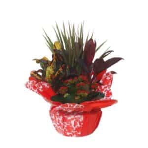 House Plant Arrangement 23cm