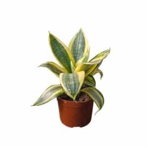 Sanseviera Nana Golden Hahnii in Pot 9cm