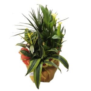 House Plant Arrangement 25cm