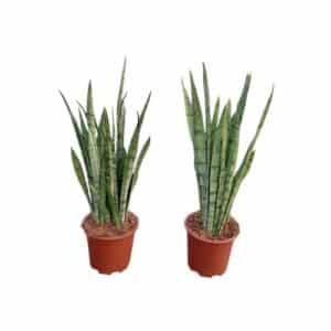 Sanseveria White Princess in Pot 17cm