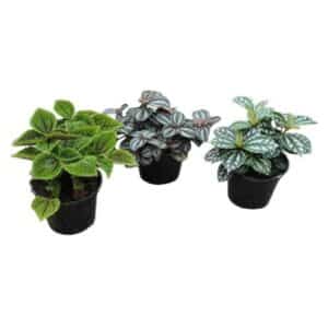 Pilea Mix in Pot 10cm