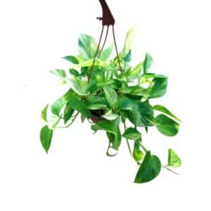 Scindapsus Neon Queen in Basket 17cm