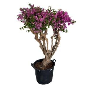 Bougainvillea Esemplare in Pot 45cm
