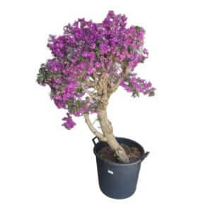 Bougainvillea Esemplare in Pot 45cm