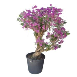 Bougainvillea Esemplare in Pot 45cm