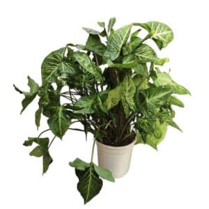 Syngonium Tutore in Pot 19cm