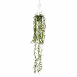 Hoya hanging in pot L110cm