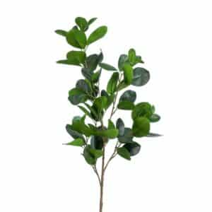 Ficus panda spray green L90cm