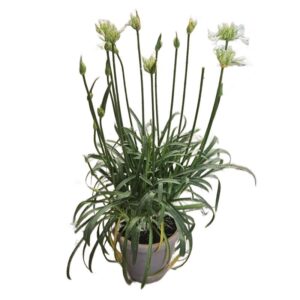 Agapanthus in Pot 23cm