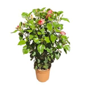 Hibiscus Bush in Pot 23cm