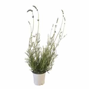 Lavandula 'Provence' (French Lavender) in Pot 17cm