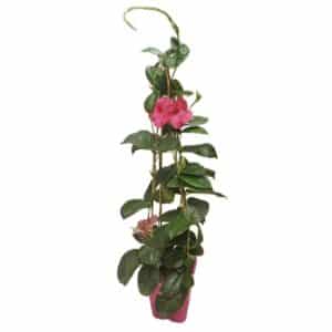 Mandevillea Pyramid in square pot 19cm H90-100cm