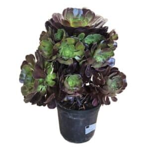 Aeonium Arboreum in Pot 18cm