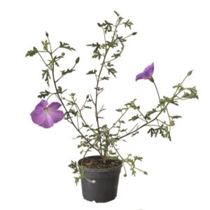 Alyogyne Santa Cruz in Pot 18cm