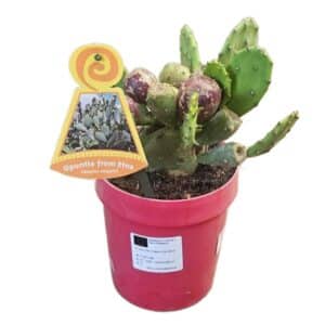 Opuntia Vulgaris Dell'Etna in Pot 16cm