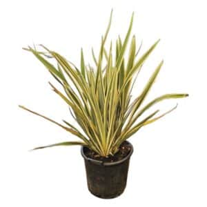 Phormium Tenax Variegatum in Pot 35cm
