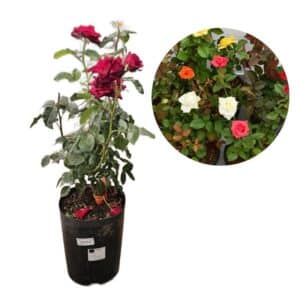 Rosa Spp in Pot 20cm