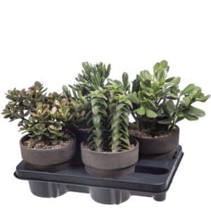 Succulent Mix in Terracotta Pot 15cm