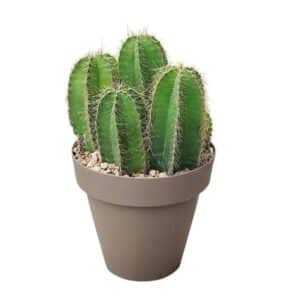 Isolatocereus Dumortieri in Pot 16cm