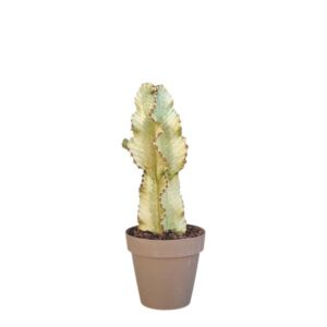 Euphorbia Igens Marmorata H70-80cm in Pot 25cm