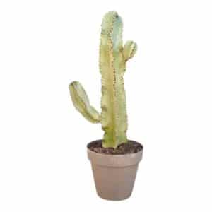 Euphorbia Igens Marmorata H90-100cm in Pot 30cm