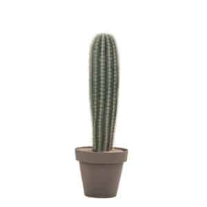 Pachycereus Pringlei In Pot 40cm H120cm