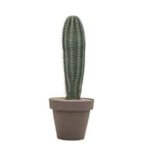 Pachycereus Pringlei In Pot 50cm H135cm