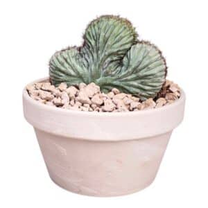 Polaskia Chichipe Crestato In Bowl 15cm