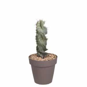 Echinocactus Grusonii Brevispinus in Bowl 20cm