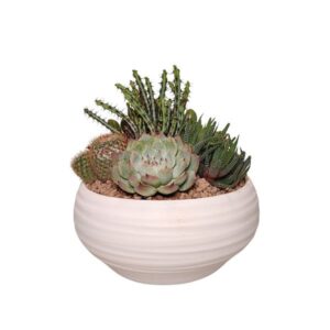 Cactus & Succulent Arrangement In White Pot 24cm