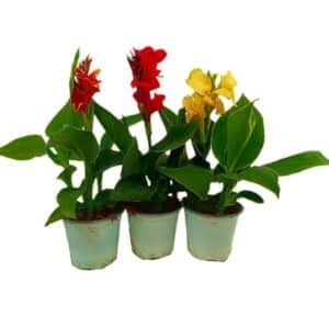 Canna Indica in Pot 14cm