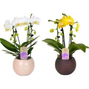 Orchid Cascade Dante 2 stem in Ceramic Pot 9cm
