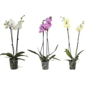 Phalaenopsis St. Michael 2 Stem in Pot 12cm