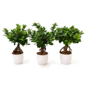 Ficus Ginseng Microcarpa 250gr