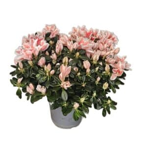 Azalea in Pot 14cm