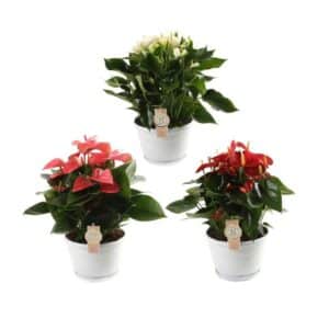 Anthurium (Andreanum) mixed in Bowl 20cm