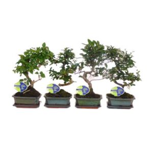 Bonsai mixed S-Shaped in Pot 15cm