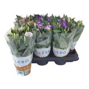 Eustoma rus. Bolero mixed in Pot 10.5cm