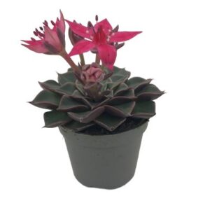Graptopetalum Bellum in Pot 6cm