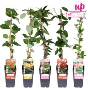 Lonicera in Pot 15cm