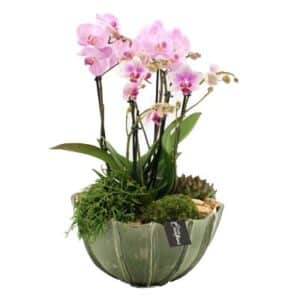 Phalaenopsis Pink in Bowl 23cm
