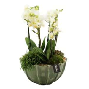 Phalaenopsis White in Bowl 23cm