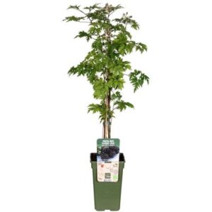 Rubus Fruticosus 'Thornless Evergreen' in Pot 19cm
