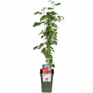 Rubus idaeus 'Summer Chef' in Pot 19cm