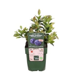 Vaccinium Corymbosum 'Sunshine Blue' in Pot 13cm
