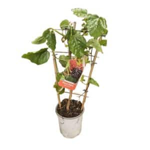 Morus Red Mulberry (Morus Moraceae) in Pot 17cm
