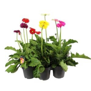 Gerbera in Pot 17cm