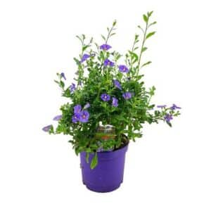 Lycianthes Rant. (Paraguay Nightshade) in Pot 14cm